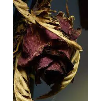 A1 Dry Rose